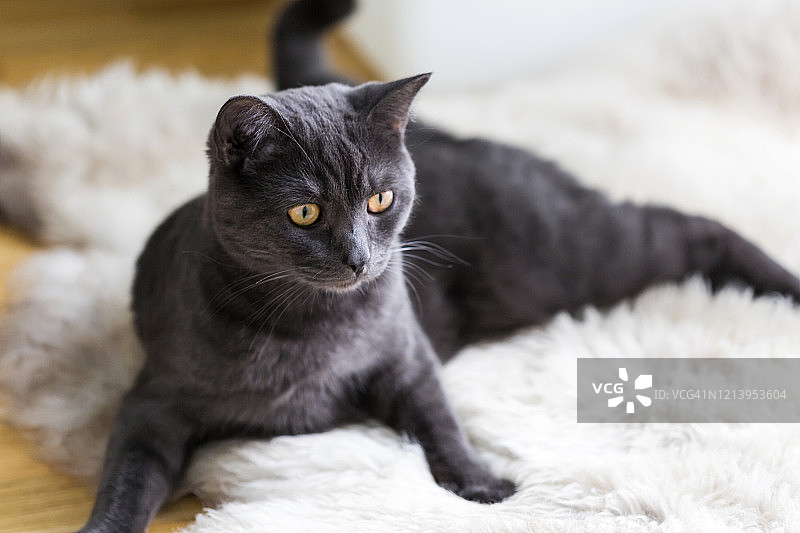 德国黑色英国短毛猫放松地躺在兽皮地毯上图片素材