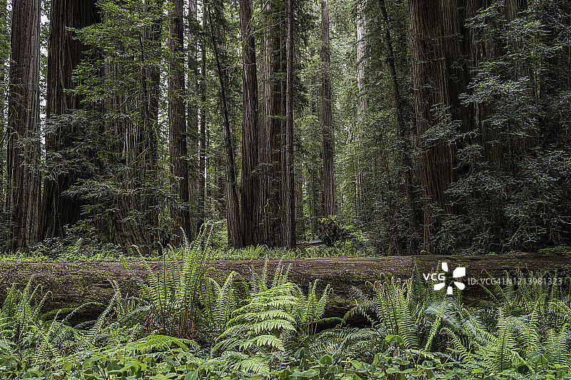 海岸红杉树图片素材