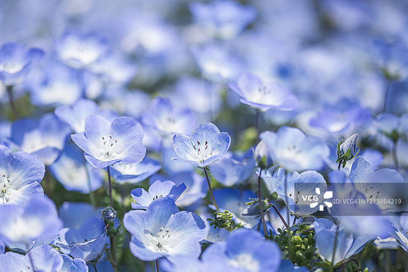 公园里的喜林草图片素材