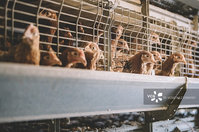 有机鸡蛋农场：母鸡、鸡蛋和鸡在农场吃食物图片素材