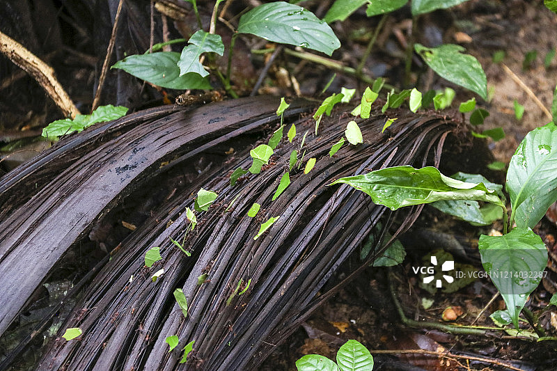 切叶蚁穿过厄瓜多尔亚马逊雨林中的树干图片素材