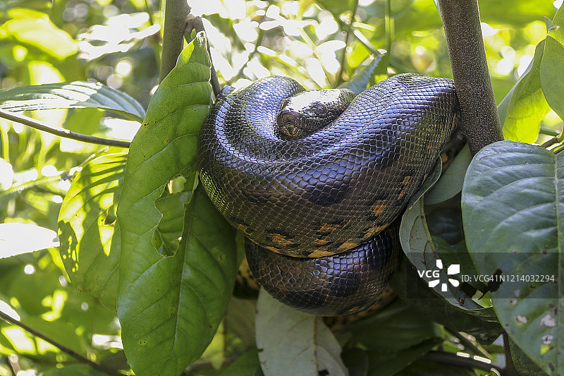 厄瓜多尔亚马逊雨林中的水蟒图片素材