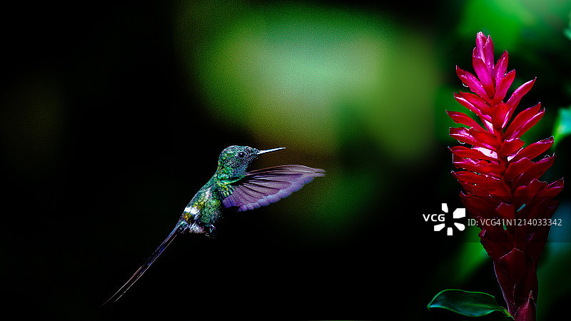 飞行中的蜂鸟觅食热带花朵图片素材