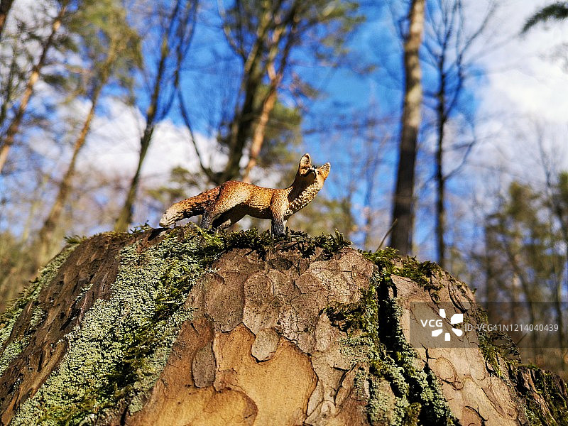 林地中的狐狸图片素材