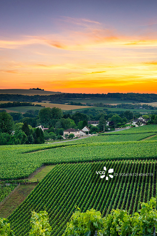 列葡萄藤葡萄在香槟葡萄园的蒙特尼德兰斯图片素材