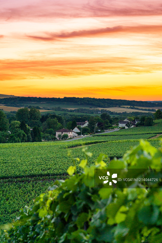 列葡萄藤葡萄在香槟葡萄园的蒙特尼德兰斯图片素材