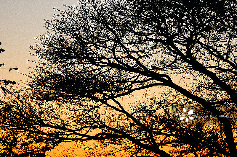 树木纹理与树干背景图片素材