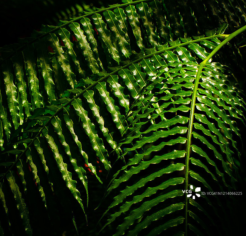 鲜绿蕨叶图片素材
