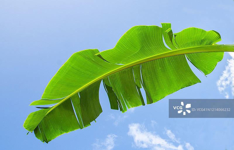 蓝色天空下的完整香蕉叶图片素材