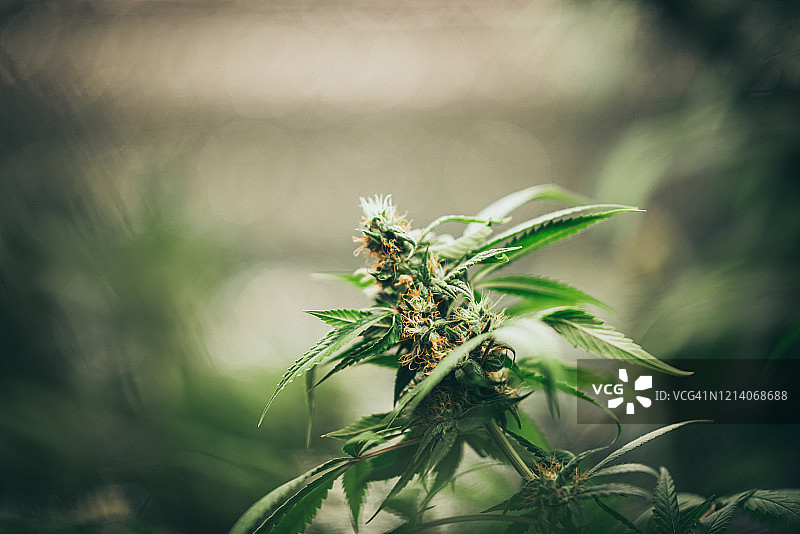 室内种植大麻，大麻种植技术，种植盆栽，大麻生长期，医用大麻，大麻叶背景，大量大麻图片素材