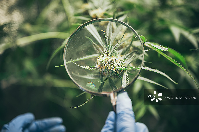 室内种植大麻，大麻种植技术，种植盆栽，大麻生长期，医用大麻，大麻叶背景，大量大麻图片素材