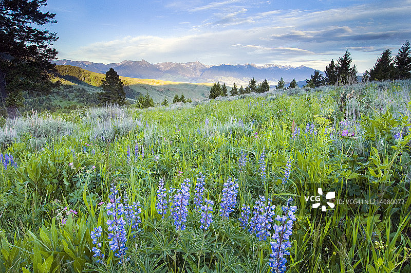 蒙大拿州阿布萨罗卡山脉旁的羽扇豆图片素材