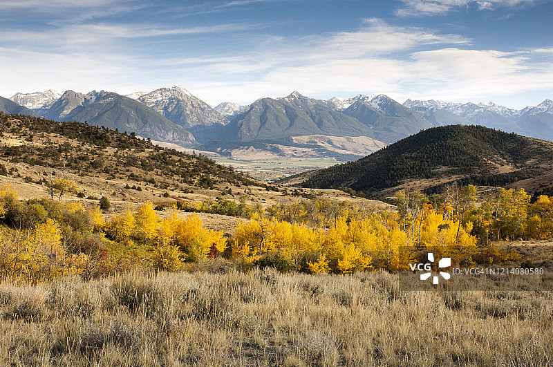 蒙大拿州天堂谷的白杨树和阿布萨罗卡山脉图片素材