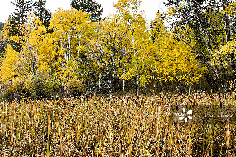 蒙大拿州天堂谷的芦苇和白杨树图片素材