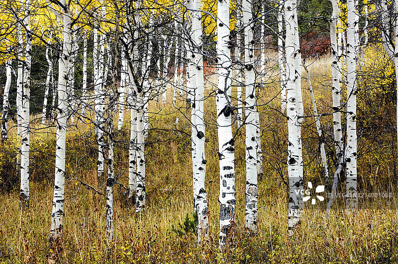 蒙大拿州天堂谷的白杨树图片素材