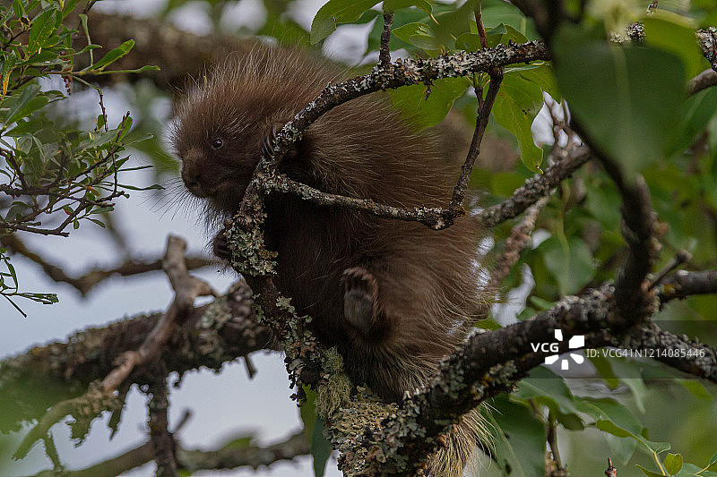 北美豪猪图片素材