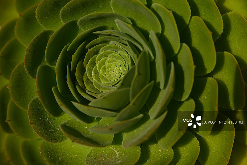 莲花掌多肉植物图片素材