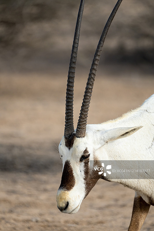 阿拉伯羚图片素材