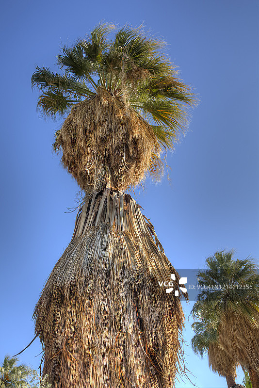 扇形棕榈树生长图片素材