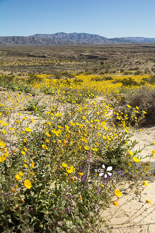 黄色野花和科切拉山谷图片素材