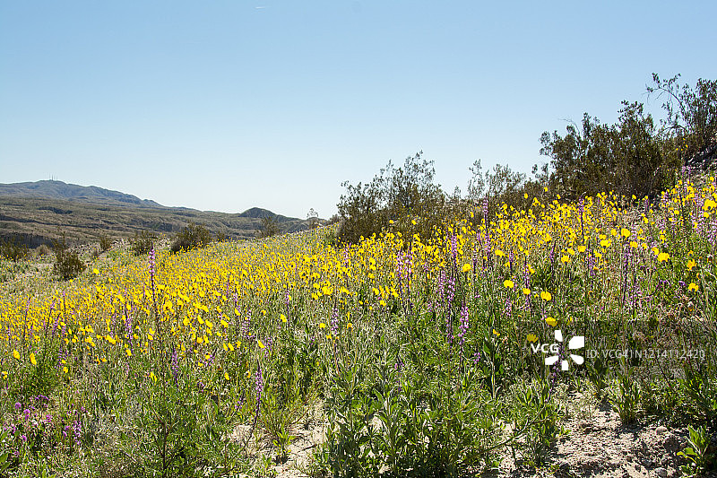 加利福尼亚州的冬季羽扇豆和黄色野花图片素材