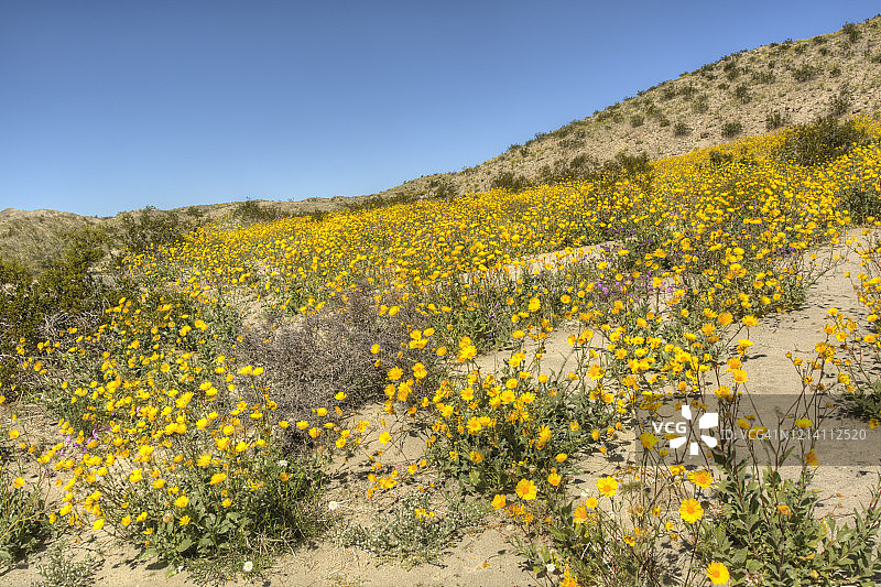 盛开的黄色野花图片素材