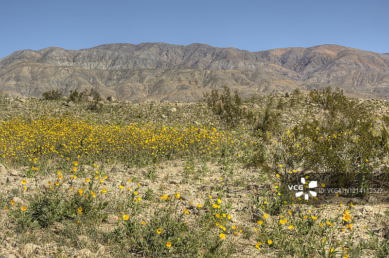黄色野花与五彩山脉图片素材