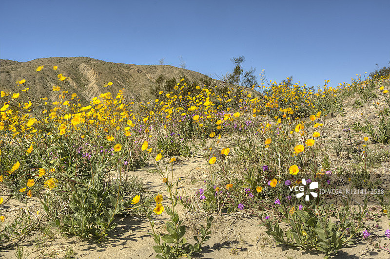 沙漠沙丘上盛开的野花图片素材