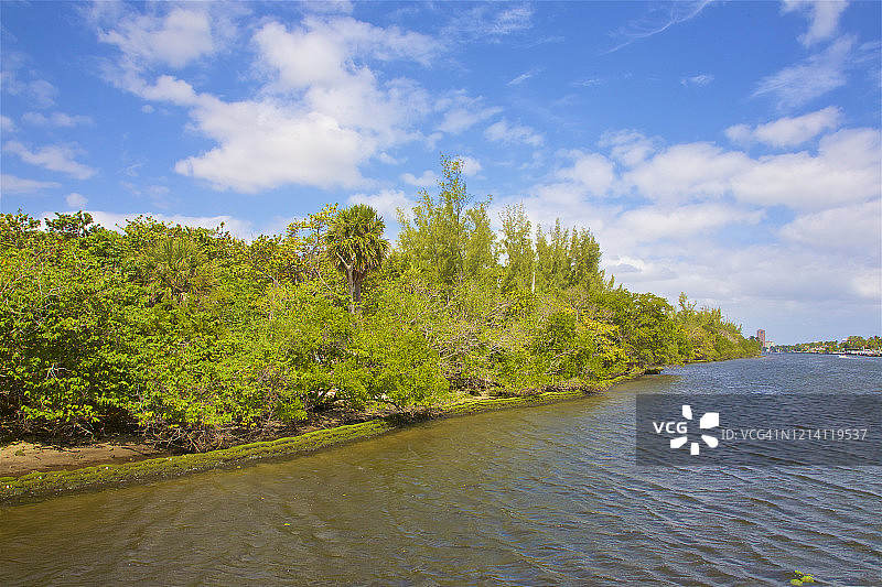迪尔菲尔德海滩迪尔菲尔德岛公园茂盛的海岸线树叶图片素材