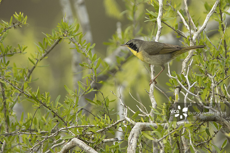 黄喉地莺栖息于德克萨斯州阿兰萨斯国家野生动物保护区图片素材