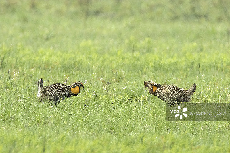 极危的阿特沃特草原鸡对鸟，国家野生动物保护区图片素材