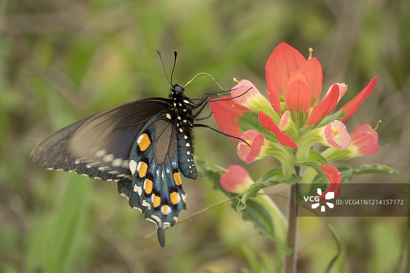 野生黑花旗凤蝶和印第安画笔花，阿特沃特草原鸡国家野生动物保护区图片素材