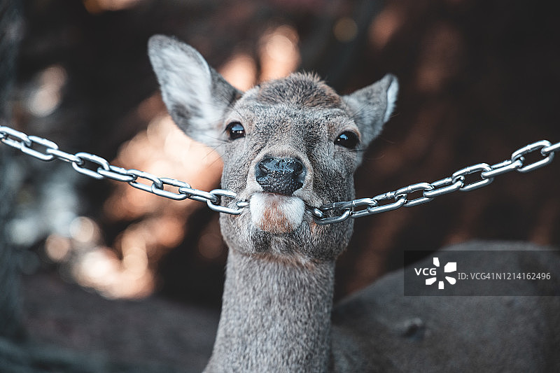 奈良的鹿图片素材