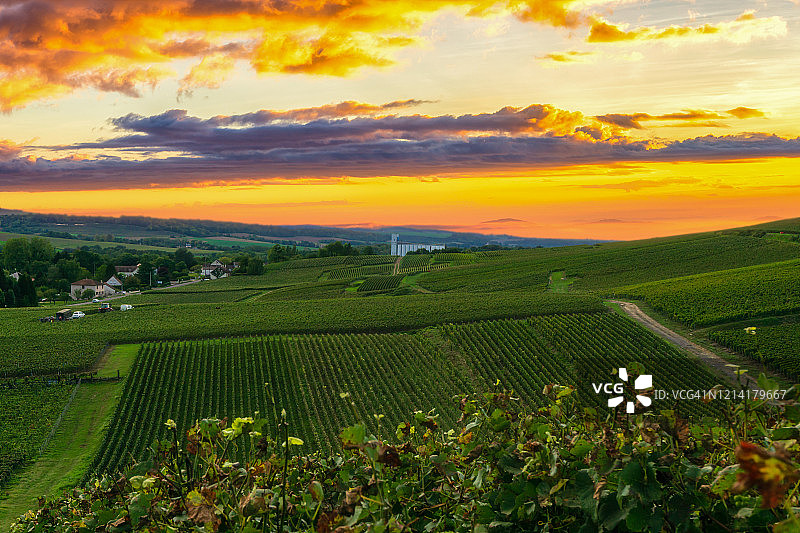 列葡萄藤葡萄在香槟葡萄园的蒙特尼德兰斯图片素材