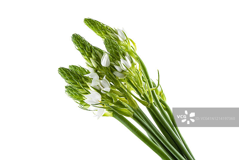 假海葱图片素材