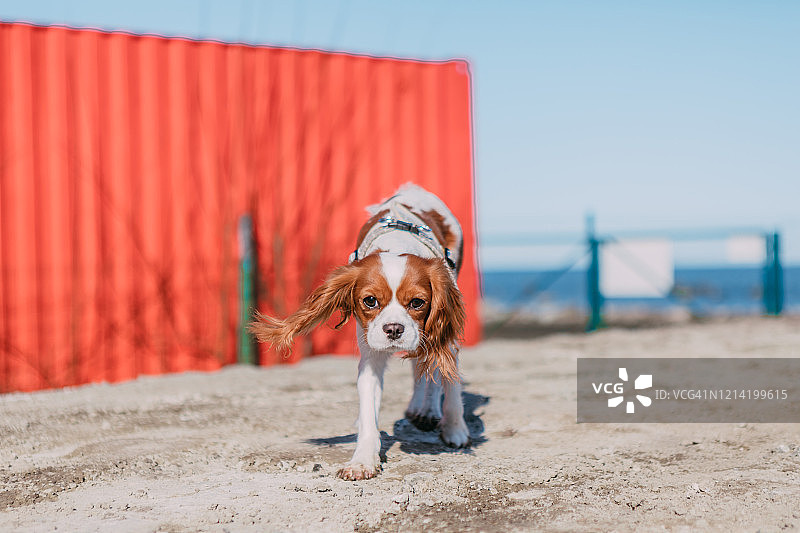 小查理王小猎犬在冬季森林里玩耍图片素材