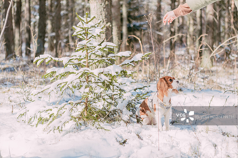 一只可爱的白色和棕色查理士王小猎犬站在白雪覆盖的林地里玩雪图片素材