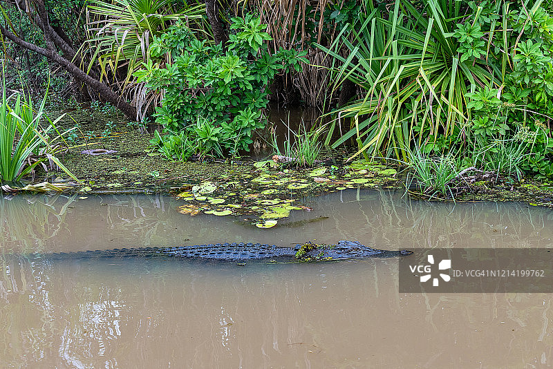 澳大利亚北部地区咸水鳄图片素材