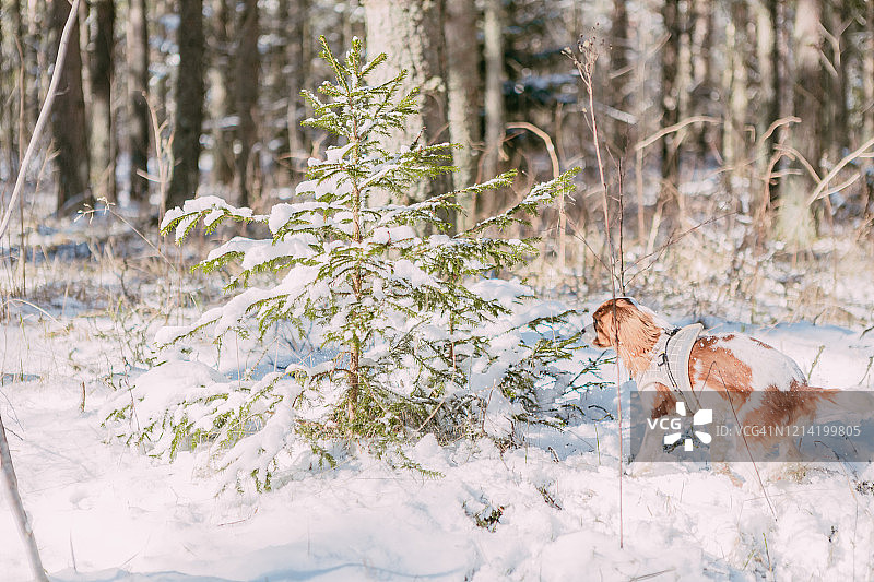 一只可爱的白色和棕色查理士王小猎犬站在白雪覆盖的林地里玩雪图片素材