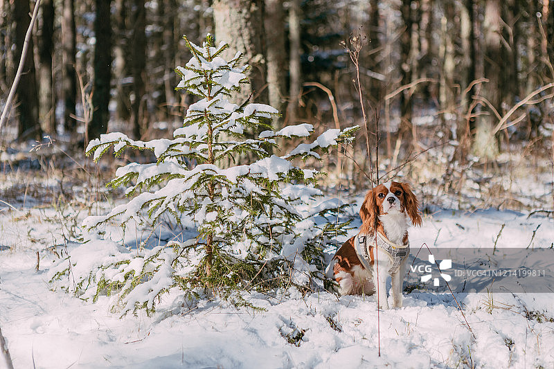 一只可爱的白色和棕色查理士王小猎犬站在白雪覆盖的林地里玩雪图片素材