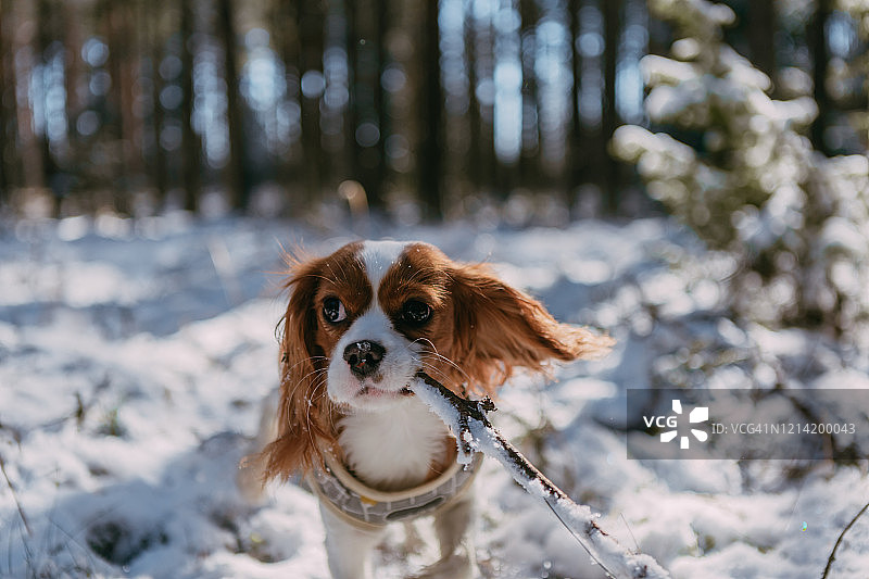 一只可爱的白色和棕色查理士王小猎犬站在白雪覆盖的林地里玩雪图片素材
