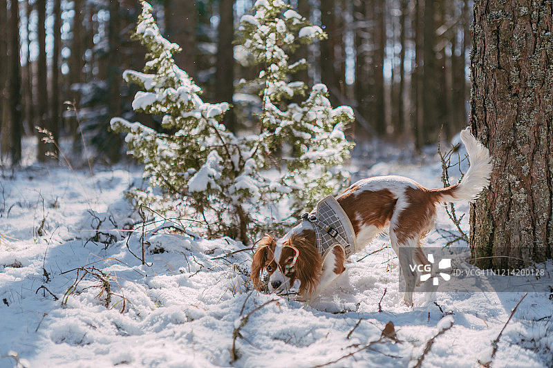 一只可爱的白色和棕色查理士王小猎犬站在白雪覆盖的林地里玩雪图片素材