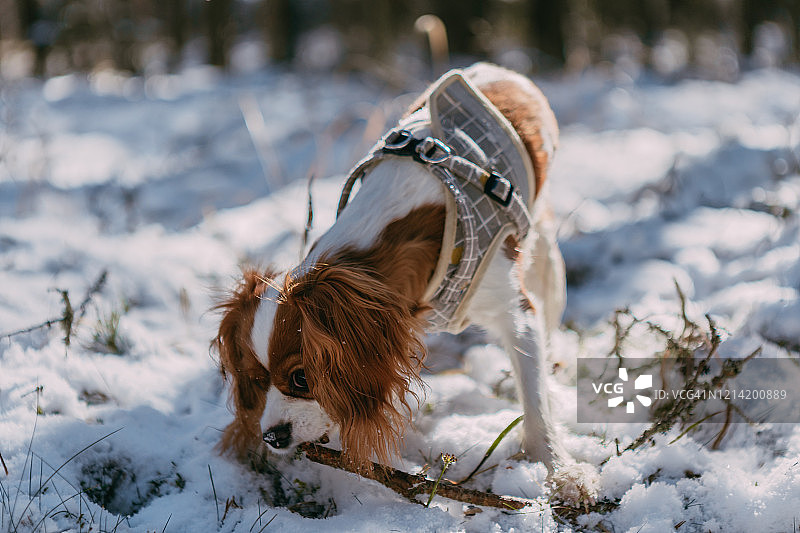 一只可爱的白色和棕色查理士王小猎犬站在白雪覆盖的林地里玩雪图片素材