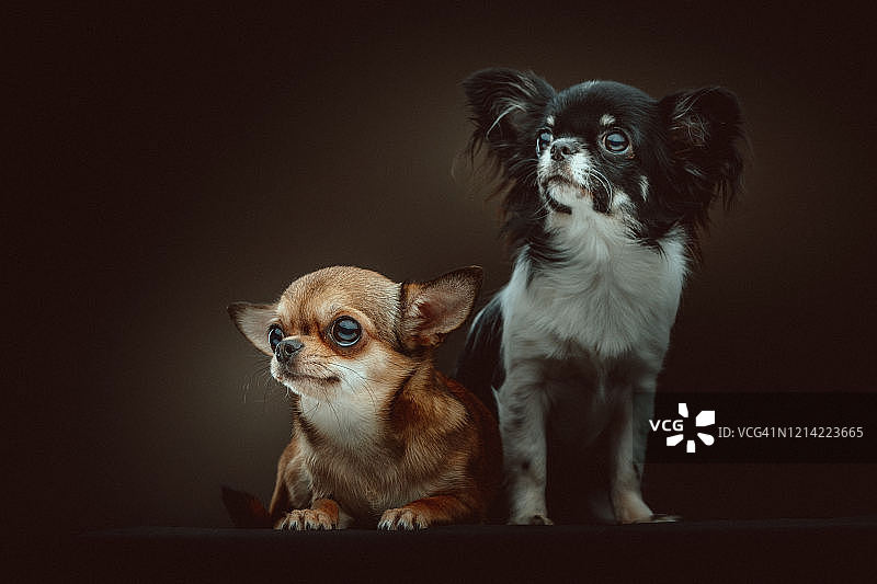 两只可爱的小型吉娃娃犬图片素材