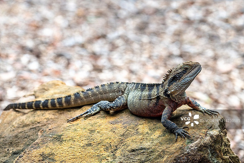 澳大利亚新南威尔士州的东部水龙图片素材