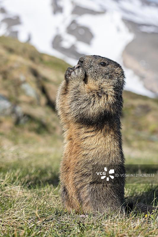 土拨鼠，站立，奥地利克恩顿州，Hohe Tauern国家公园图片素材