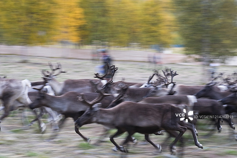 挪威围栏里的驯鹿图片素材