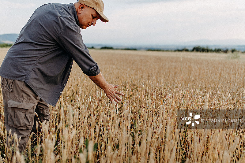 在粮田里的农民图片素材