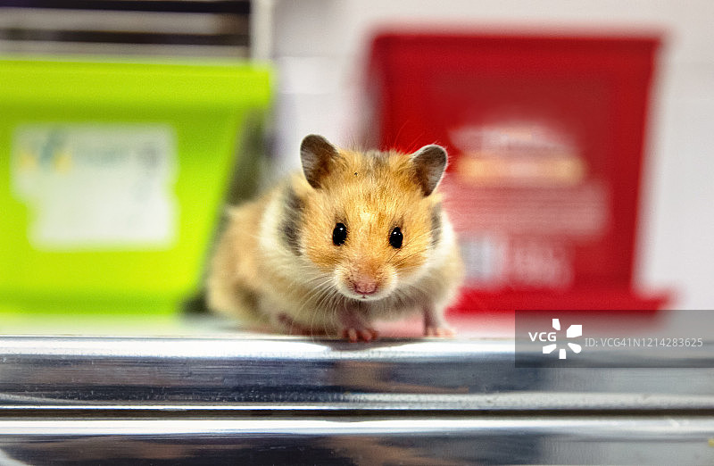 看着镜头的棕色叙利亚仓鼠图片素材