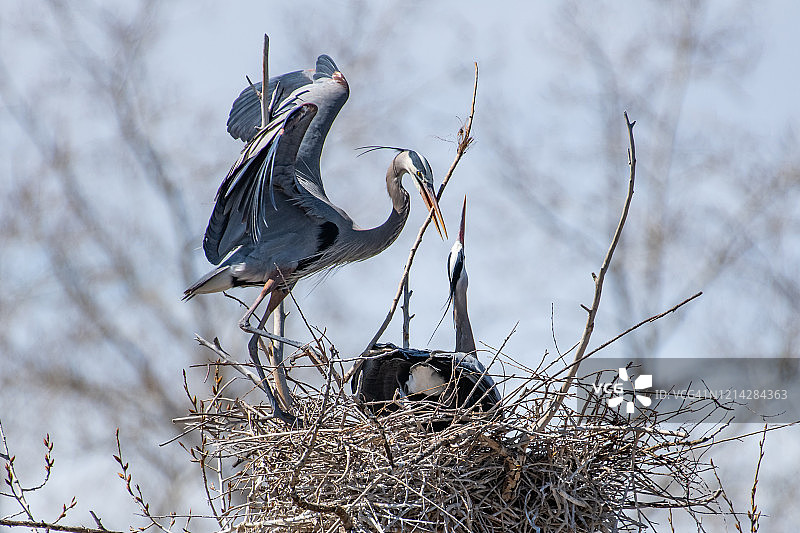 大蓝鹭衔树枝筑巢，进行春季繁殖活动图片素材